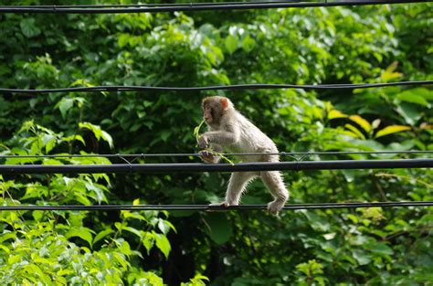 動物代表|日本の動物と言えばなに？代表的な日本固有の動物た。